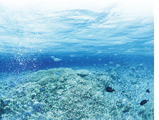 1.南太平洋の透きとおる海が育てた海藻が原料