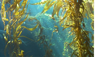 2.天然もずく１ｋｇから、わずか０.８ｇしか取れない希少価値